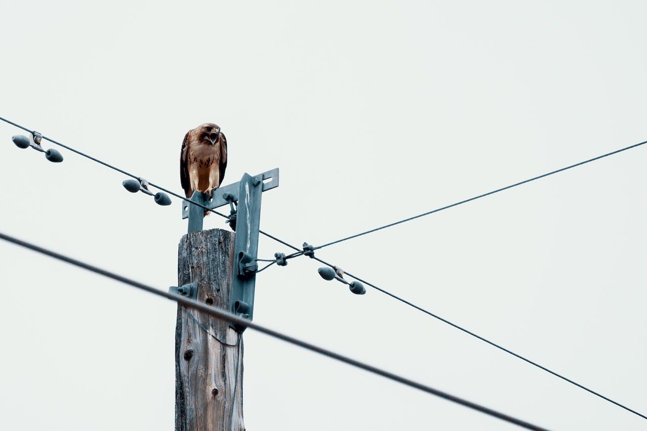 Foto Burung Bertengger di Tiang Utilitas